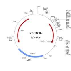 R&D Systems&trade;&nbsp;Human FGF-9 (NP_002001.1) VersaClone cDNA