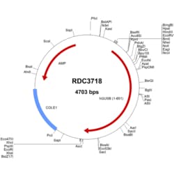 R&D Systems&trade;&nbsp;Human beta-Glucuronidase/GUSB (NP_000172.2) VersaClone cDNA