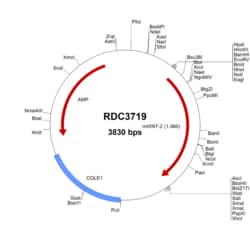 R&D Systems&trade;&nbsp;Mouse Wnt-2 (NP_076142.3) VersaClone cDNA