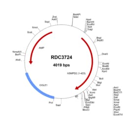 R D Systems Human SMPD2 (NP_003071.2) VersaClone cDNA 10 &mu;g | Buy Online | R&amp;D Systems&trade; | Fisher Scientific