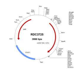 R&D Systems™ Mouse Wnt-5b (AAH10775.1) VersaClone cDNA