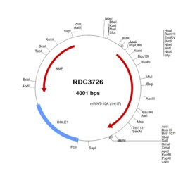 R D Systems Mouse Wnt-10a (NP_033544.1) VersaClone cDNA 10 &mu;g | Buy Online | R&amp;D Systems&trade; | Fisher Scientific