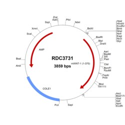 R&D Systems&trade;&nbsp;Mouse Wnt-1 (NP_067254.1) VersaClone cDNA