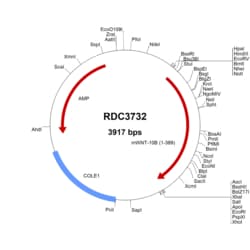 R D Systems Mouse Wnt-10b (NP_035848.1) VersaClone cDNA 10 &mu;g | Buy Online | R&amp;D Systems&trade; | Fisher Scientific