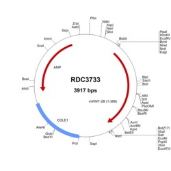 R&D Systems&trade;&nbsp;Mouse Wnt-2b (AAC25397.1) VersaClone cDNA