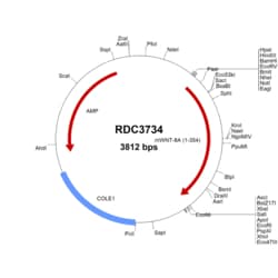 R&D Systems&trade;&nbsp;Mouse Wnt-8a (NP_033316.2) VersaClone cDNA