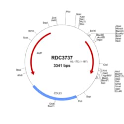 R&D Systems&trade;&nbsp;Human IL-17C (NP_037410.1) VersaClone cDNA