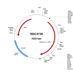 R&D Systems&trade;&nbsp;Human NETO2 (NP_060562.3) VersaClone cDNA