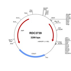 R&D Systems&trade;&nbsp;Mouse MAGP-1/MFAP2 (NP_032572.3) VersaClone cDNA