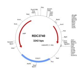 R&D Systems&trade;&nbsp;Mouse MAGP-2/MFAP5 (NP_056591.1) VersaClone cDNA