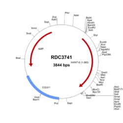 R&D Systems&trade;&nbsp;Human Wnt-6 (NP_006513.1) VersaClone cDNA