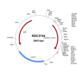 R&D Systems™ Mouse WISP2/CCN5 (AAC96320.1) VersaClone cDNA