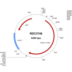 R&D Systems&trade;&nbsp;Mouse MLK3 (NP_071295.2) VersaClone cDNA