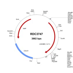 R&D Systems&trade;&nbsp;Mouse Activin B (NP_032407.1) VersaClone cDNA