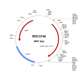 R&D Systems™ Human Wnt-10a (NP_079492.2) VersaClone cDNA