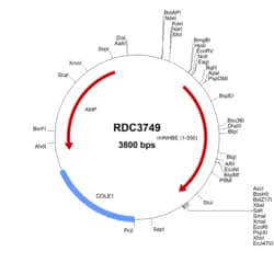 R&D Systems&trade;&nbsp;Mouse INHBE (NP_032408.2) VersaClone cDNA