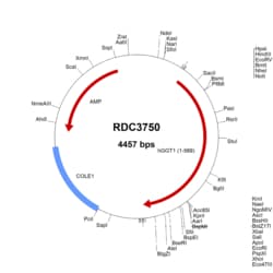 R&D Systems™ Human GGT1 (NP_001275762.1) VersaClone cDNA