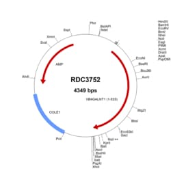 R&D Systems&trade;&nbsp;Human GM2/B4GALNT1 (NP_001469.1) VersaClone cDNA