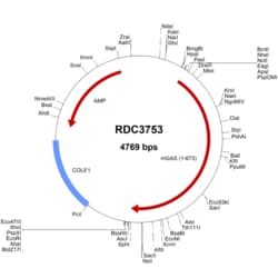 R&D Systems&trade;&nbsp;Mouse Gas6 (CAA42507.1) VersaClone cDNA