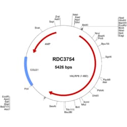 R&D Systems&trade;&nbsp;Human NLRP6/NALP6 (NP_612202.2) VersaClone cDNA