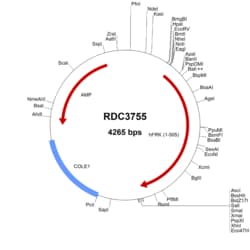 R&D Systems&trade;&nbsp;Human Frk (NP_002022.1) VersaClone cDNA