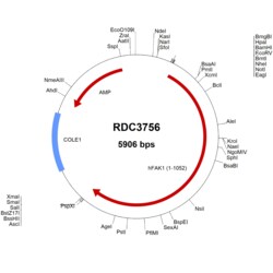 R&D Systems&trade;&nbsp;Human FAK (NP_722560.1) VersaClone cDNA