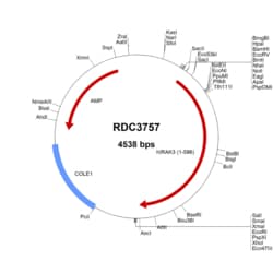 R&D Systems&trade;&nbsp;Human IRAK3 (NP_009130.2) VersaClone cDNA