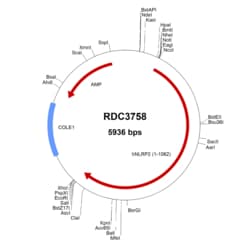 R&D Systems&trade;&nbsp;Human NLRP2/NALP2 (NP_060322.1) VersaClone cDNA