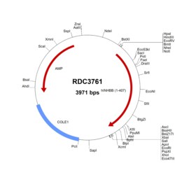 R&D Systems&trade;&nbsp;Human Activin B (NP_002184.2) VersaClone cDNA