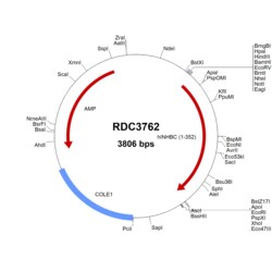 R&D Systems&trade;&nbsp;Human Activin C (NP_005529.1) VersaClone cDNA