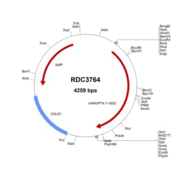 R&D Systems&trade;&nbsp;Human Angiopoietin-4 (NP_057069.1) VersaClone cDNA