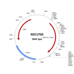 R&D Systems&trade;&nbsp;MouseWnt-6 (NP_033552.2) VersaClone cDNA