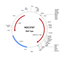 R&D Systems&trade;&nbsp;Mouse BMP-8a (NP_031584.1) VersaClone cDNA