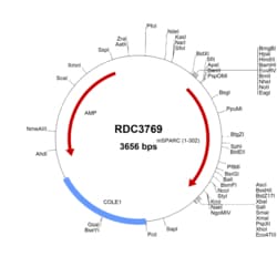 R D Systems Mouse SPARC (NP_033268.1) VersaClone cDNA 10 &mu;g | Buy Online | R&amp;D Systems&trade; | Fisher Scientific