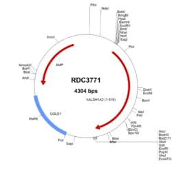 R&D Systems&trade;&nbsp;Human ALDH1A2 (NP_003879.2) VersaClone cDNA