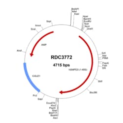 R&D Systems&trade;&nbsp;Human SMPD3 (NP_061137.1) VersaClone cDNA