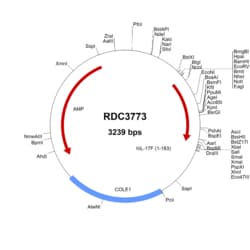 R&D Systems&trade;&nbsp;Human IL-17F (NP_443104.1) VersaClone cDNA