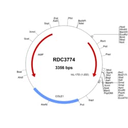 R&D Systems&trade;&nbsp;Human IL-17D (NP_612141.1) VersaClone cDNA