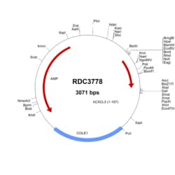 R&D Systems&trade;&nbsp;Human CXCL3/GRO gamma/CINC-2 (NP_002081.2) VersaClone cDNA