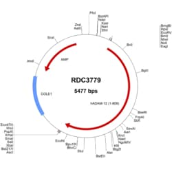 R D Systems Human ADAM12 (NP_003465.3) VersaClone cDNA 10 &mu;g | Buy Online | R&amp;D Systems&trade; | Fisher Scientific