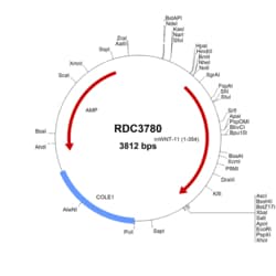 R&D Systems™ Mouse Wnt-11 (NP_033545.1) VersaClone cDNA