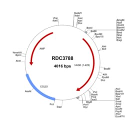 R&D Systems™ Human AGK (NP_060708.1) VersaClone cDNA