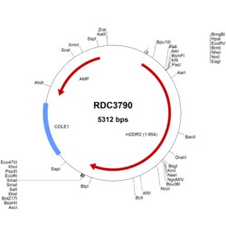 R&D Systems&trade;&nbsp;Mouse DDR2 (NP_072075.2) VersaClone cDNA