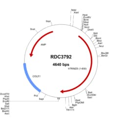 R&D Systems&trade;&nbsp;Human TRIM25 (NP_005073.2) VersaClone cDNA