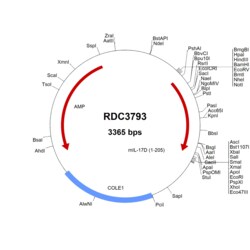R&D Systems&trade;&nbsp;Mouse IL-17D (AAM77567.1) VersaClone cDNA