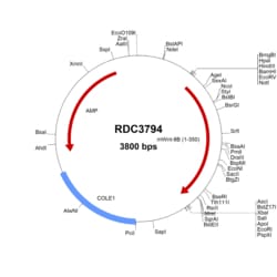 R&D Systems&trade;&nbsp;Mouse Wnt-8b (NP_035850.2) VersaClone cDNA