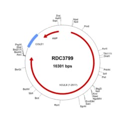 R&D Systems&trade;&nbsp;Human CUL9 (NP_055904.1) VersaClone cDNA