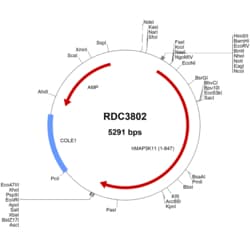 R&D Systems&trade;&nbsp;Human p38 beta/MAPK11 (NP_002410.1) VersaClone cDNA