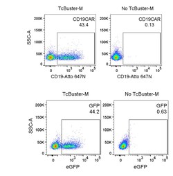 R D Systems TcBuster Transposon CD19CAR-DHFR-eGFP 100 &mu;g | Buy Online | R&amp;D Systems&trade; | Fisher Scientific