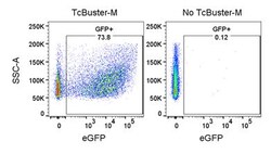 R D Systems TcBuster Transposon Insert On eGFP 100 &mu;g | Buy Online | R&amp;D Systems&trade; | Fisher Scientific